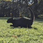 xo club 99เว็บ สล็อต มี ทุก ค่าย: สนุกครบทุกเกม